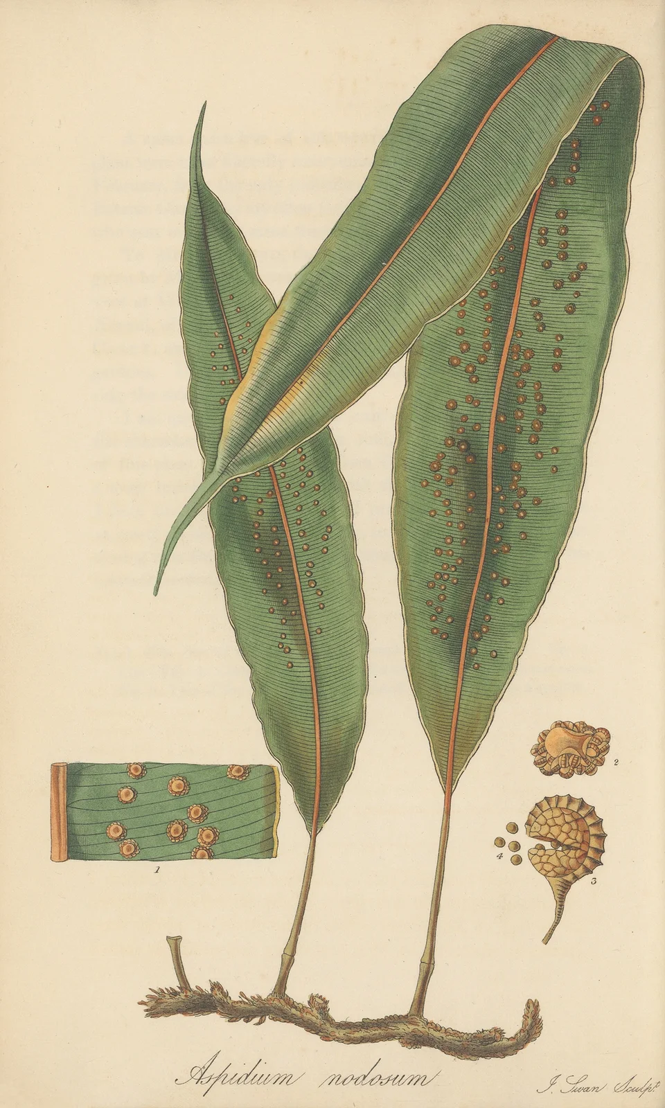 Aspidium nodosum av William Jackson Hooker