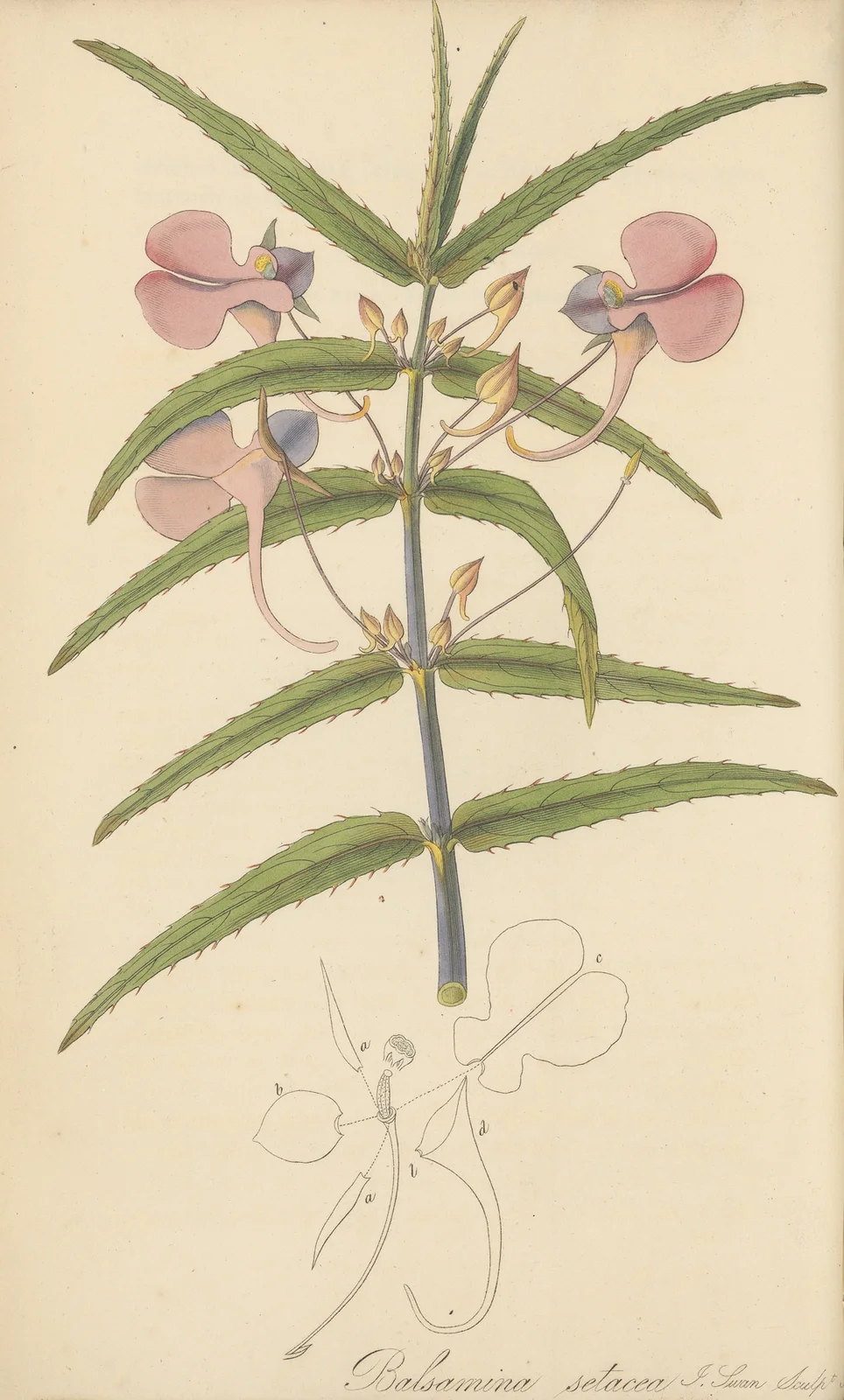 Balsamina setacea av William Jackson Hooker