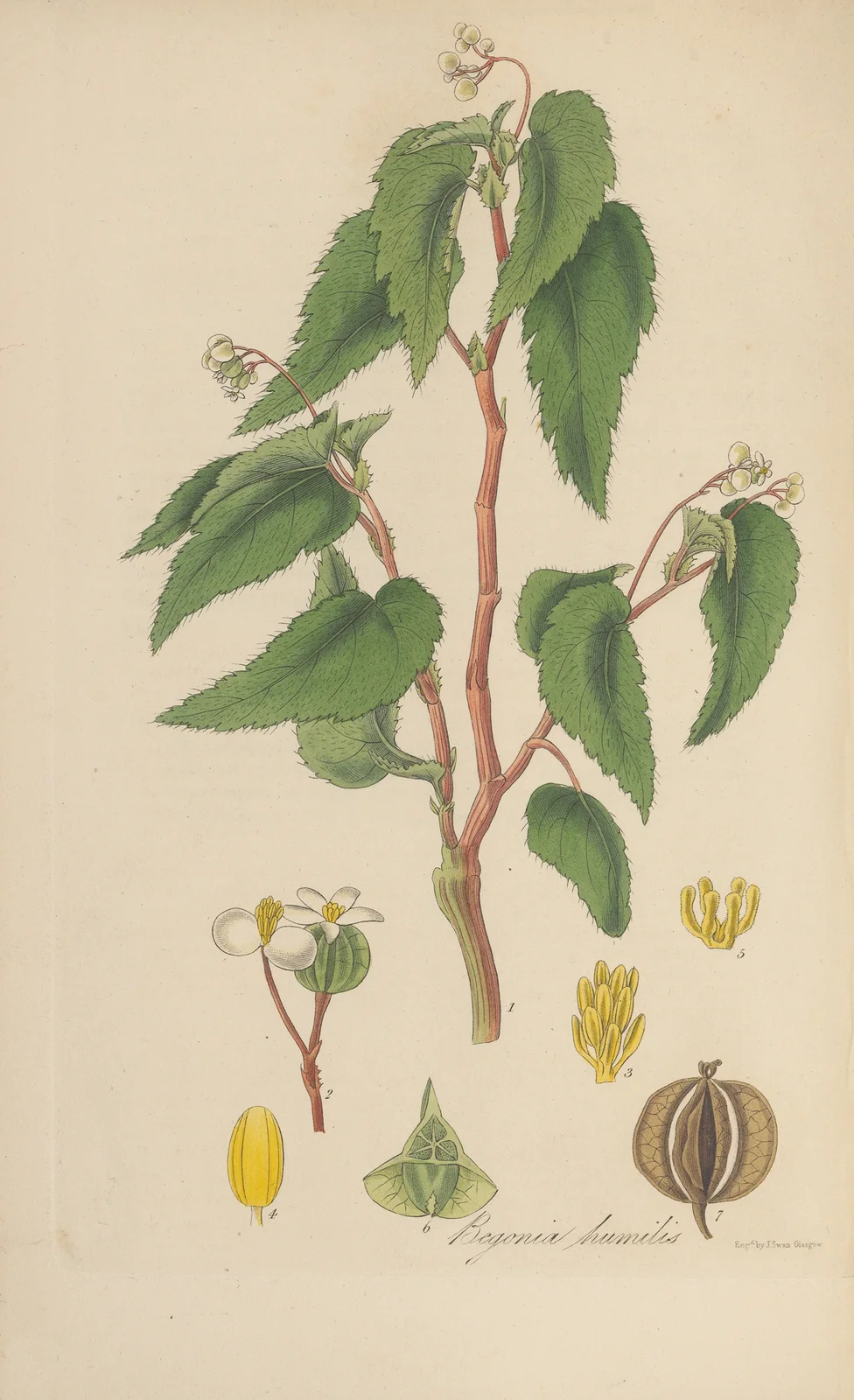 Begonia humilis av William Jackson Hooker