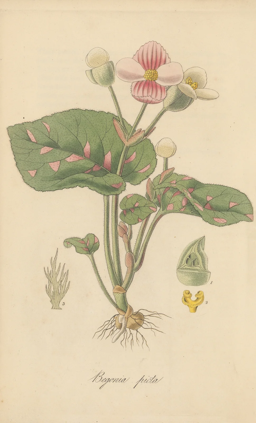 Begonia picta av William Jackson Hooker