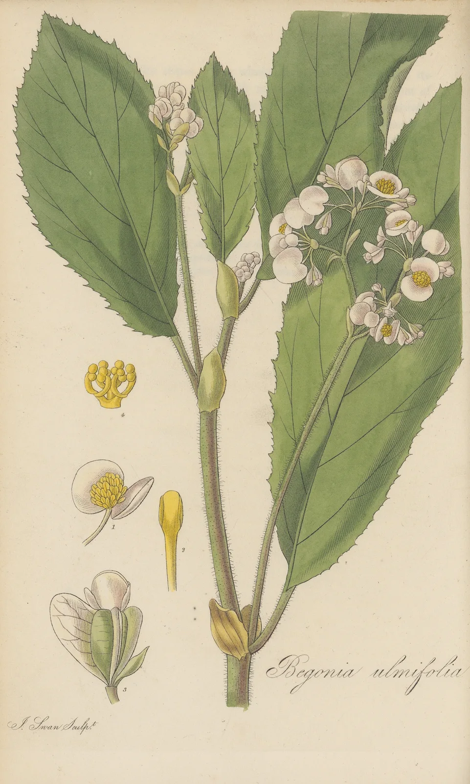Begonia ulmifolia av William Jackson Hooker
