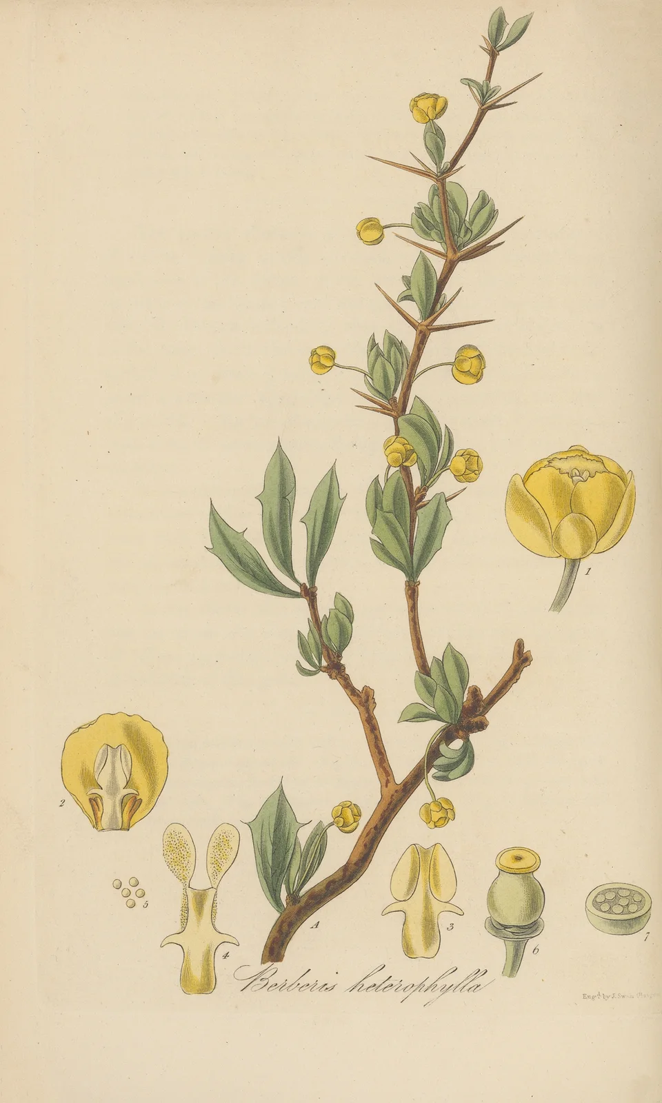 Berberis heterophylla av William Jackson Hooker