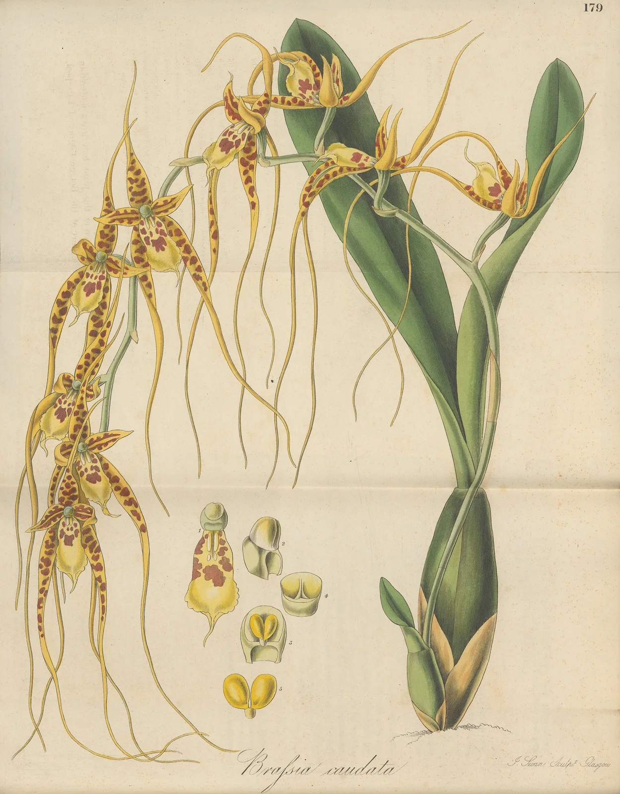 Brassia caudata av William Jackson Hooker