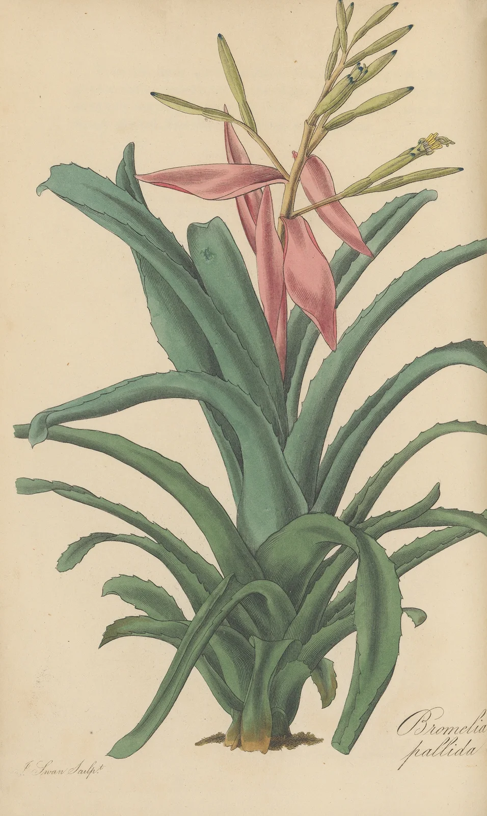 Bromelia pallida av William Jackson Hooker