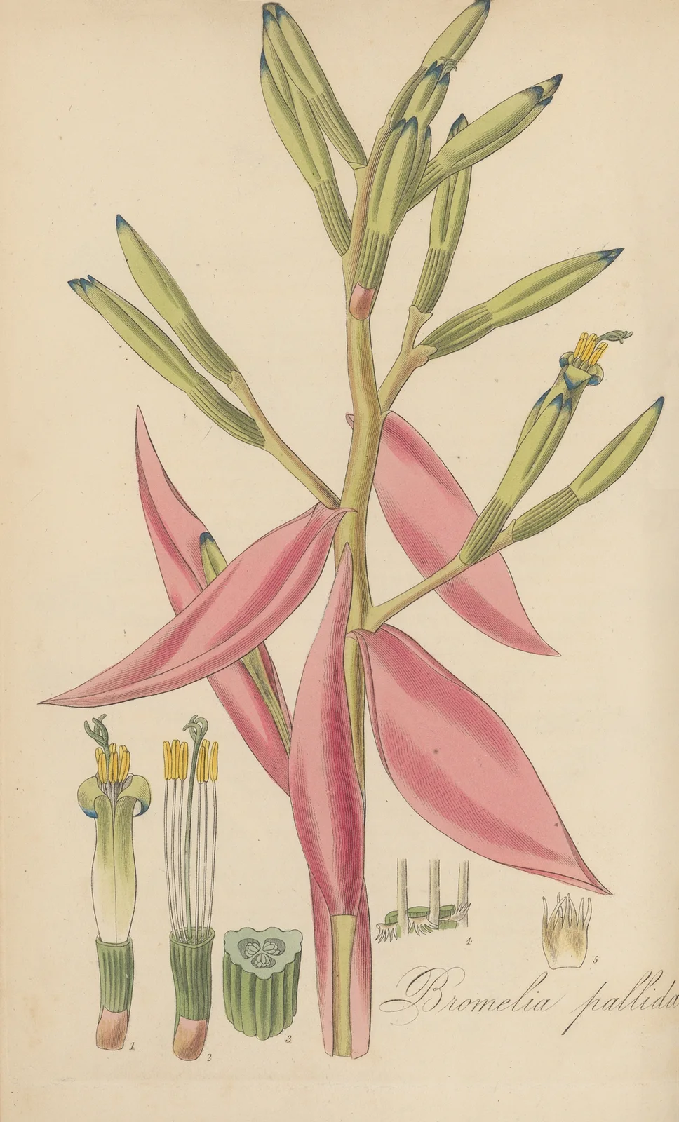 Bromelia pallida., 1823 – nr 1 av William Jackson Hooker