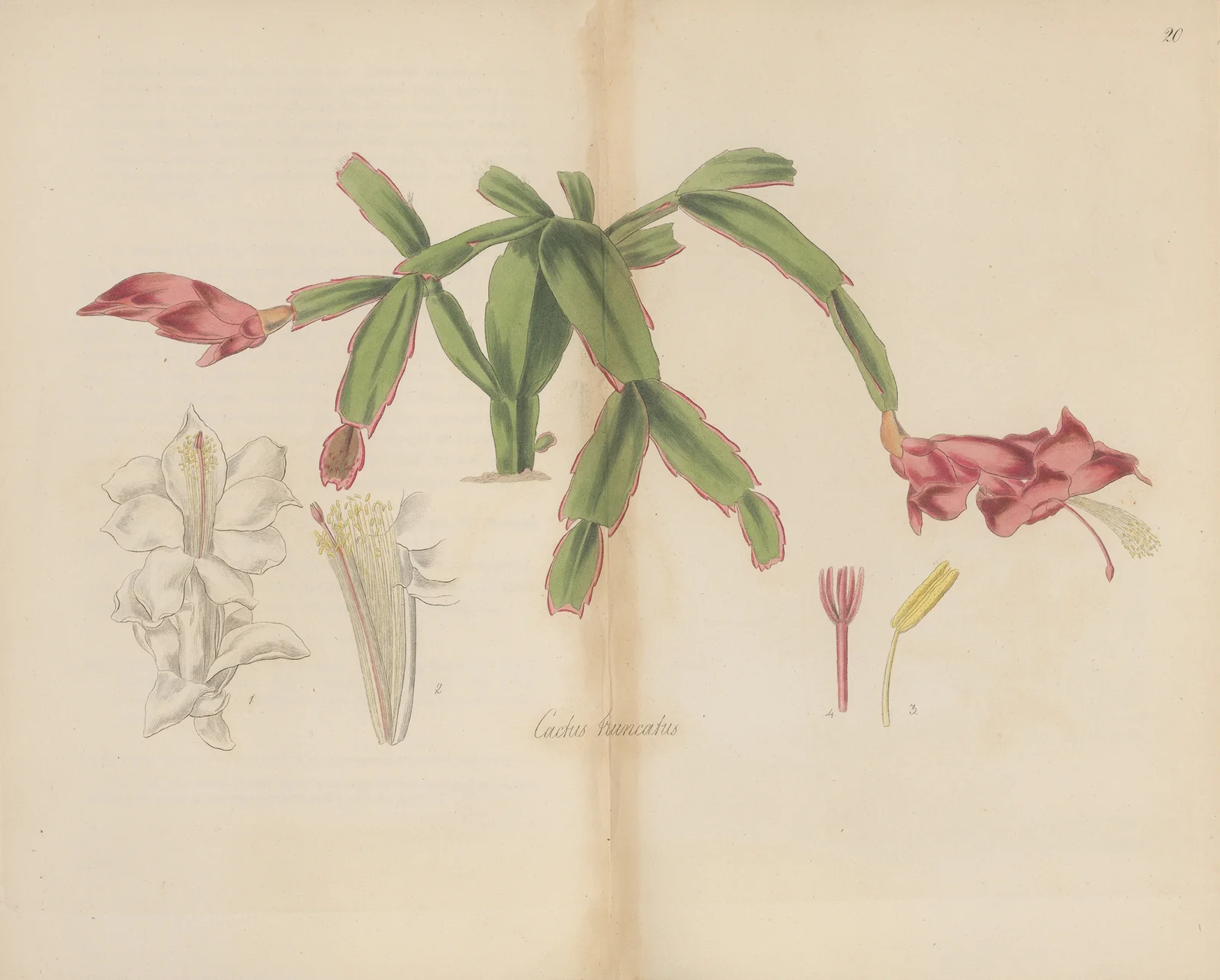 Cactus truncatus av William Jackson Hooker