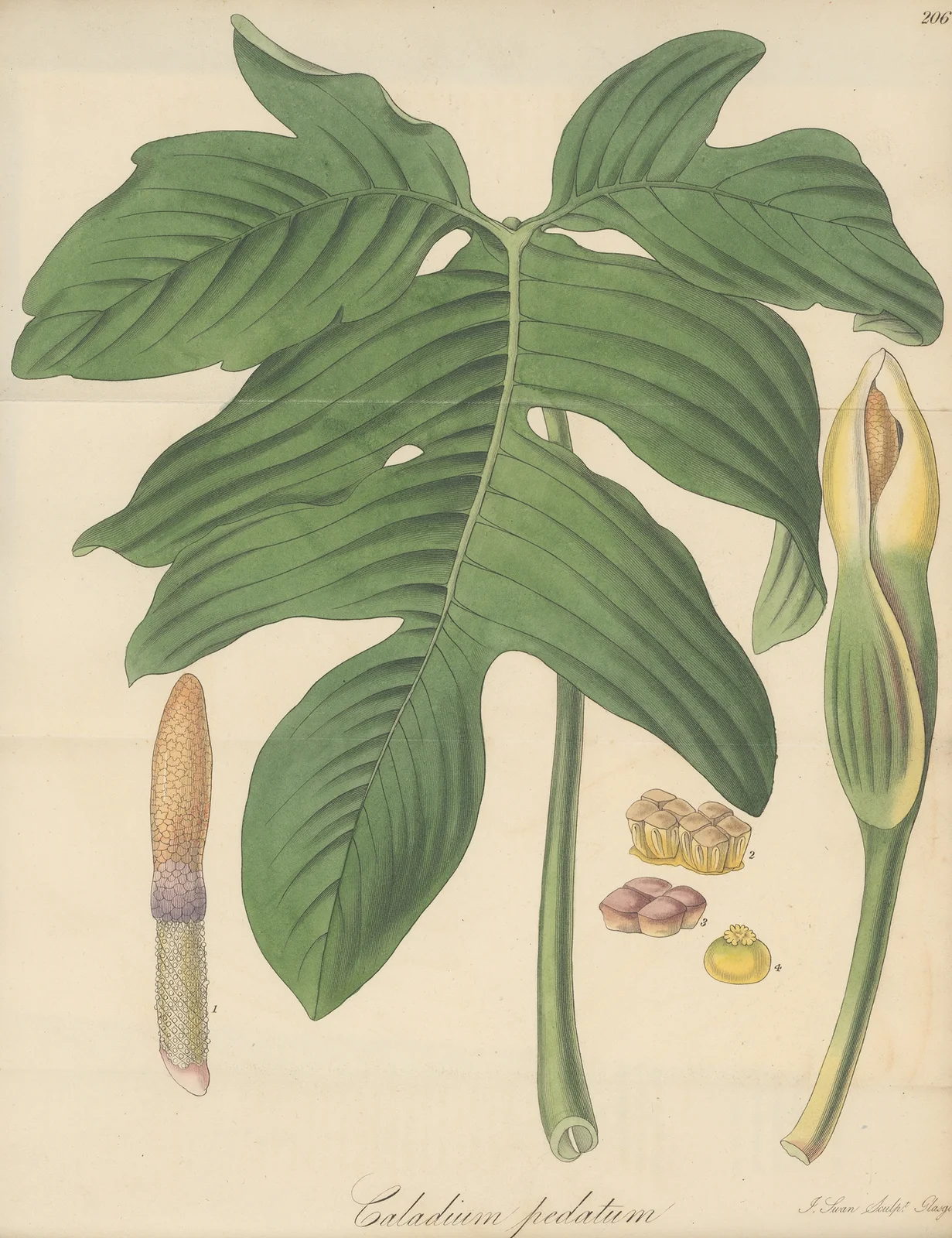 Caladium pedatum av William Jackson Hooker