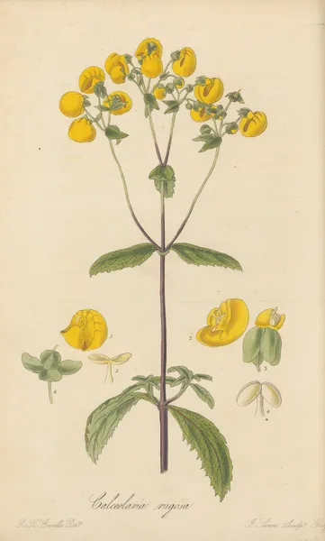 Calceolaria rugosa av William Jackson Hooker