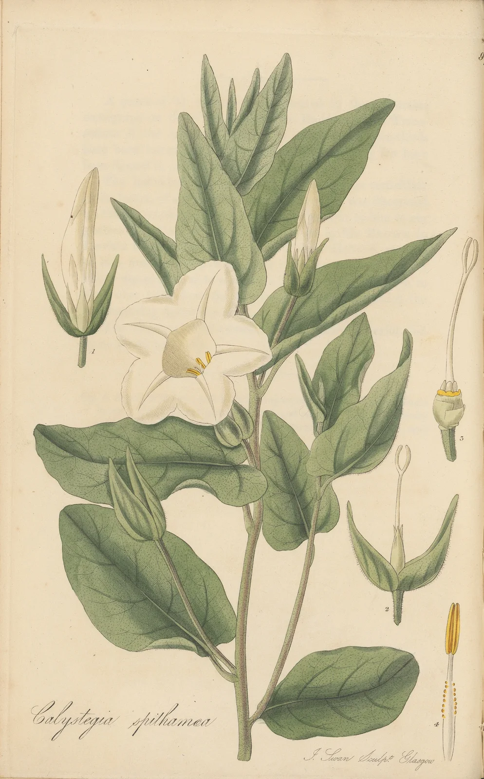 Calystegia spithamaea av William Jackson Hooker