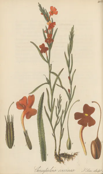 Campuleia coccinea av William Jackson Hooker