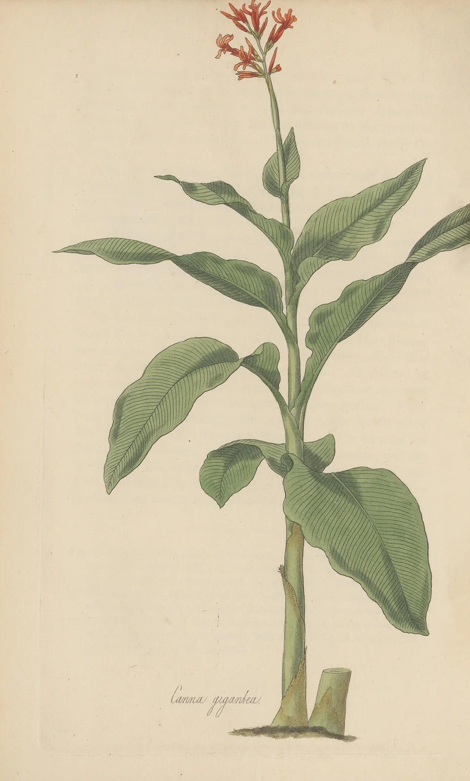 Canna gigantea, 1823 – nr 2 av William Jackson Hooker