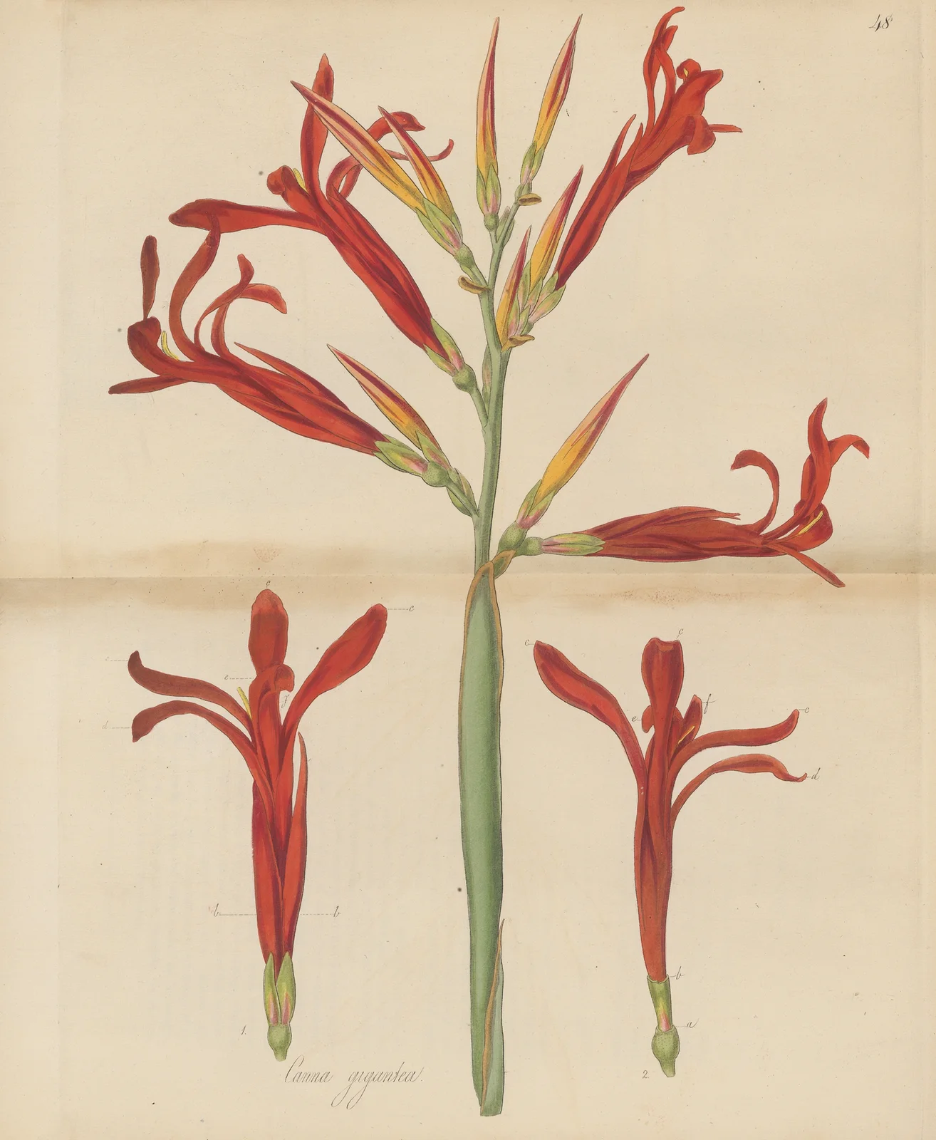 Canna gigantea. av William Jackson Hooker