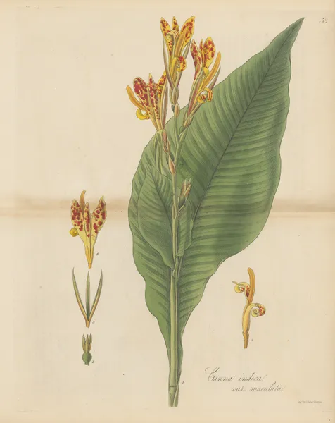 Canna indica var. maculata av William Jackson Hooker