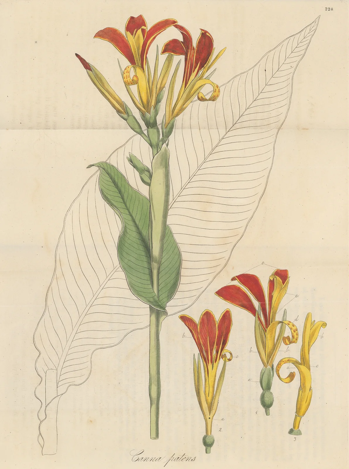 Canna patens av William Jackson Hooker
