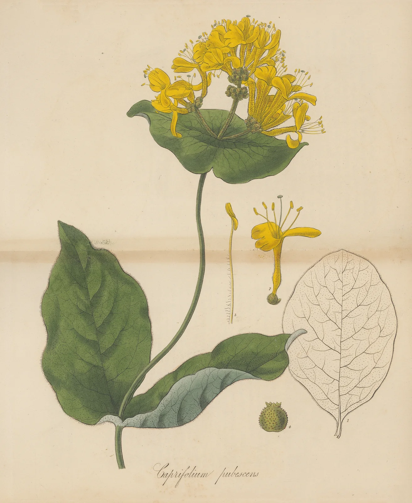 Caprifolium pubescens av William Jackson Hooker