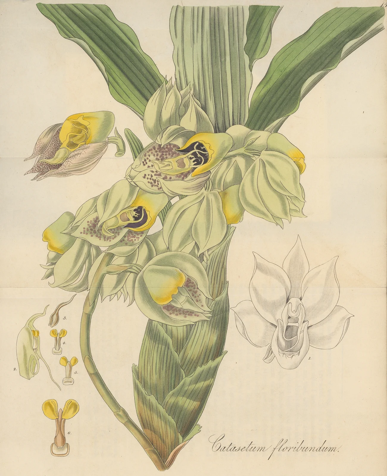 Catasetum Floribundum av William Jackson Hooker