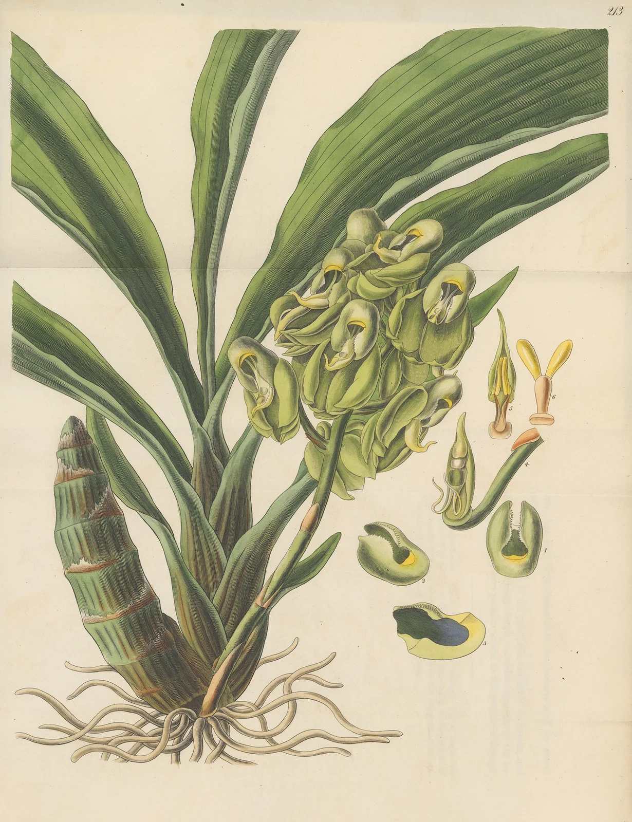 Catasetum semiapertum av William Jackson Hooker