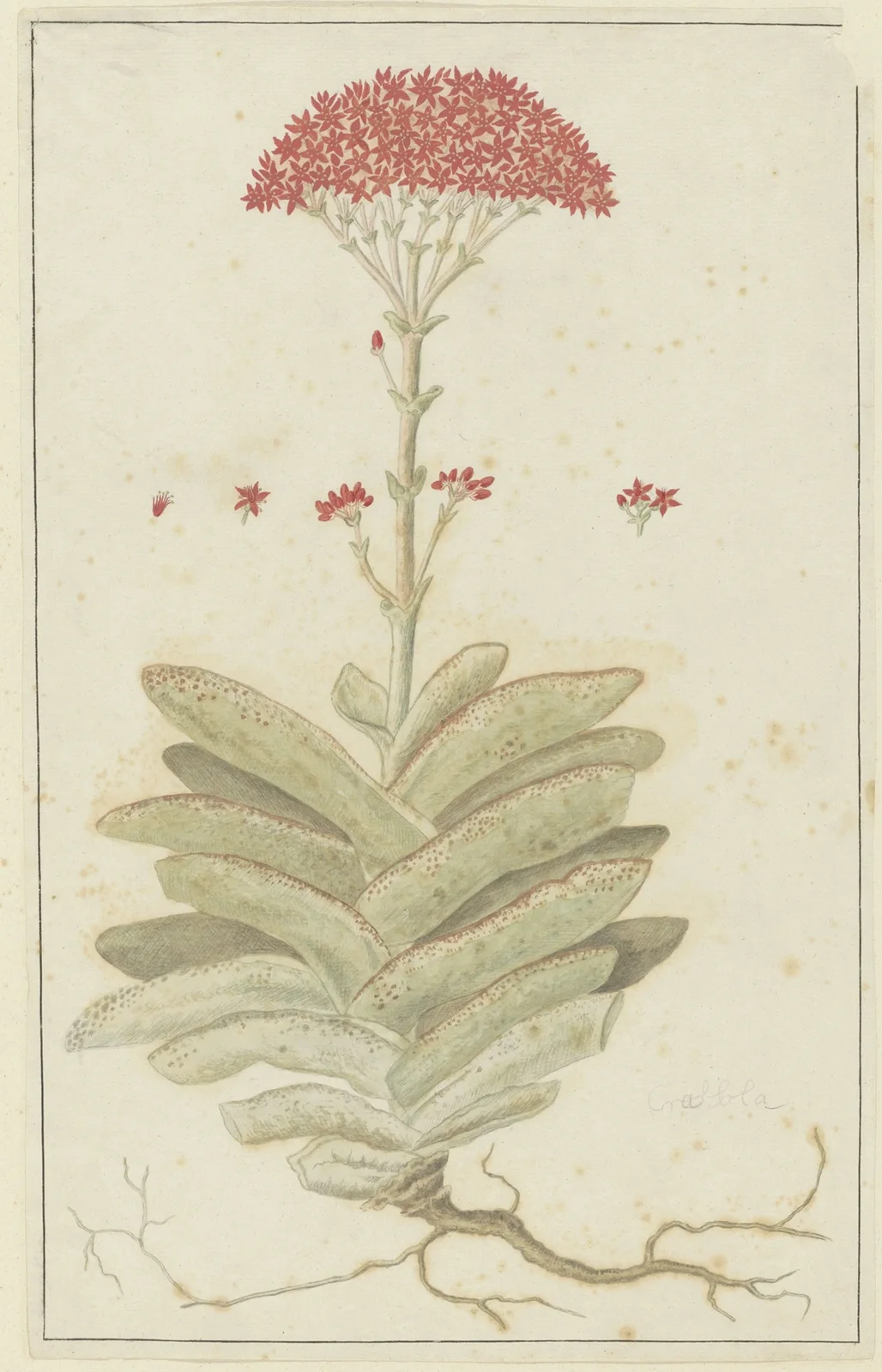 Crassula perfoliata L. (Sekelblaarplakkie) av Robert Jacob Gordon