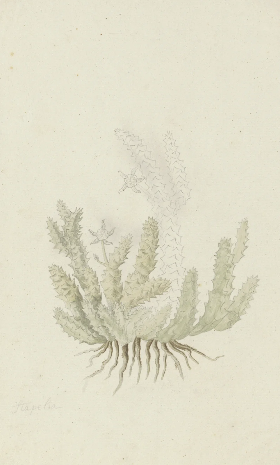 Duvalia caespitosa (Masson) Haw (Milkweed) av Robert Jacob Gordon