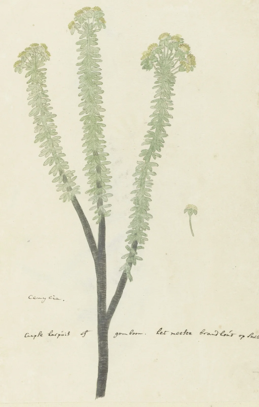 Euryops lateriflorus (L.f.) DC. (Cape gumtree) av Robert Jacob Gordon