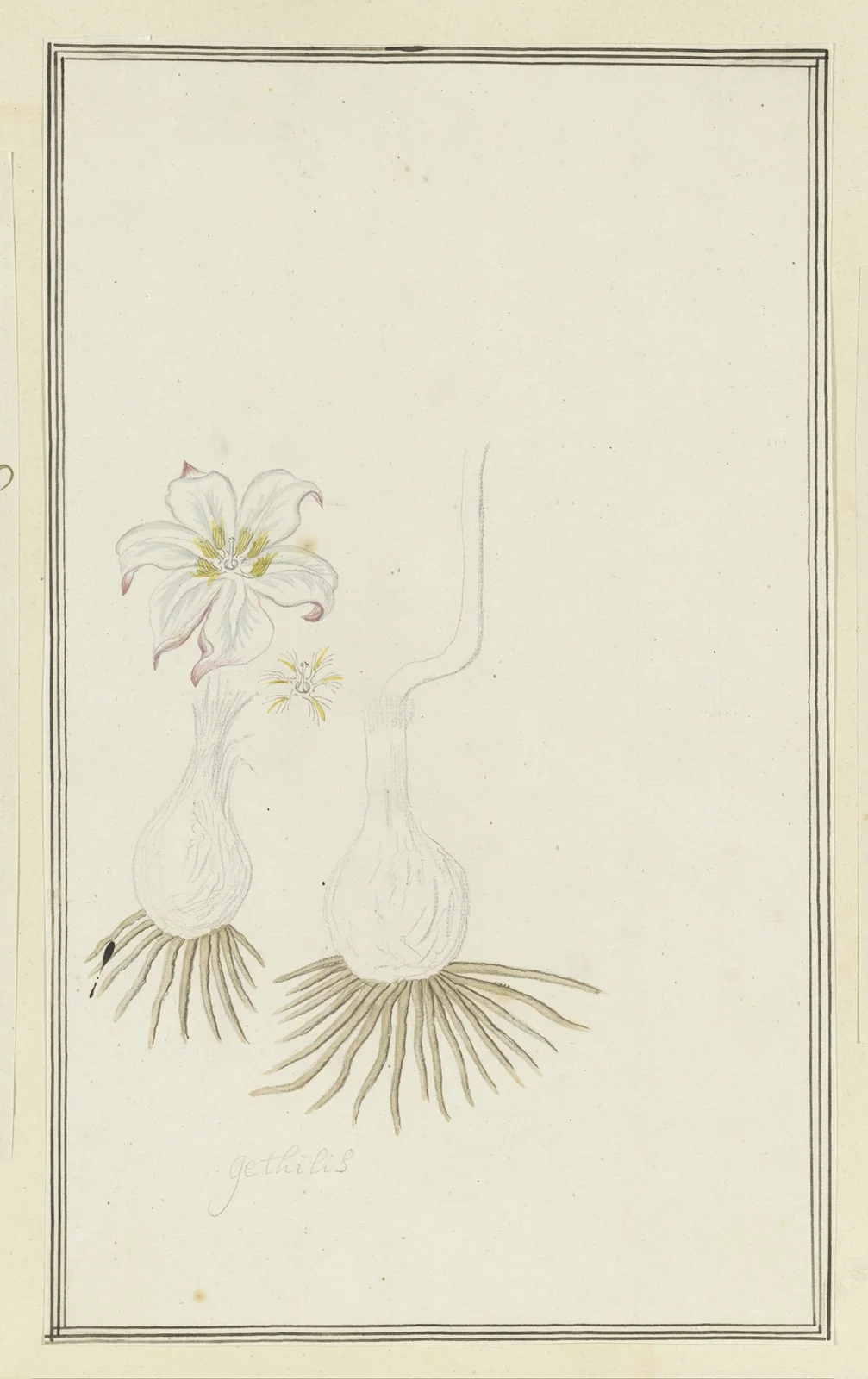 Gethyllis sp. (Kukumakranka) av Robert Jacob Gordon