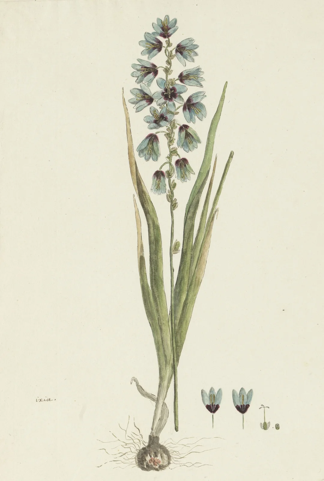 Ixia viridiflora Lam. av Robert Jacob Gordon
