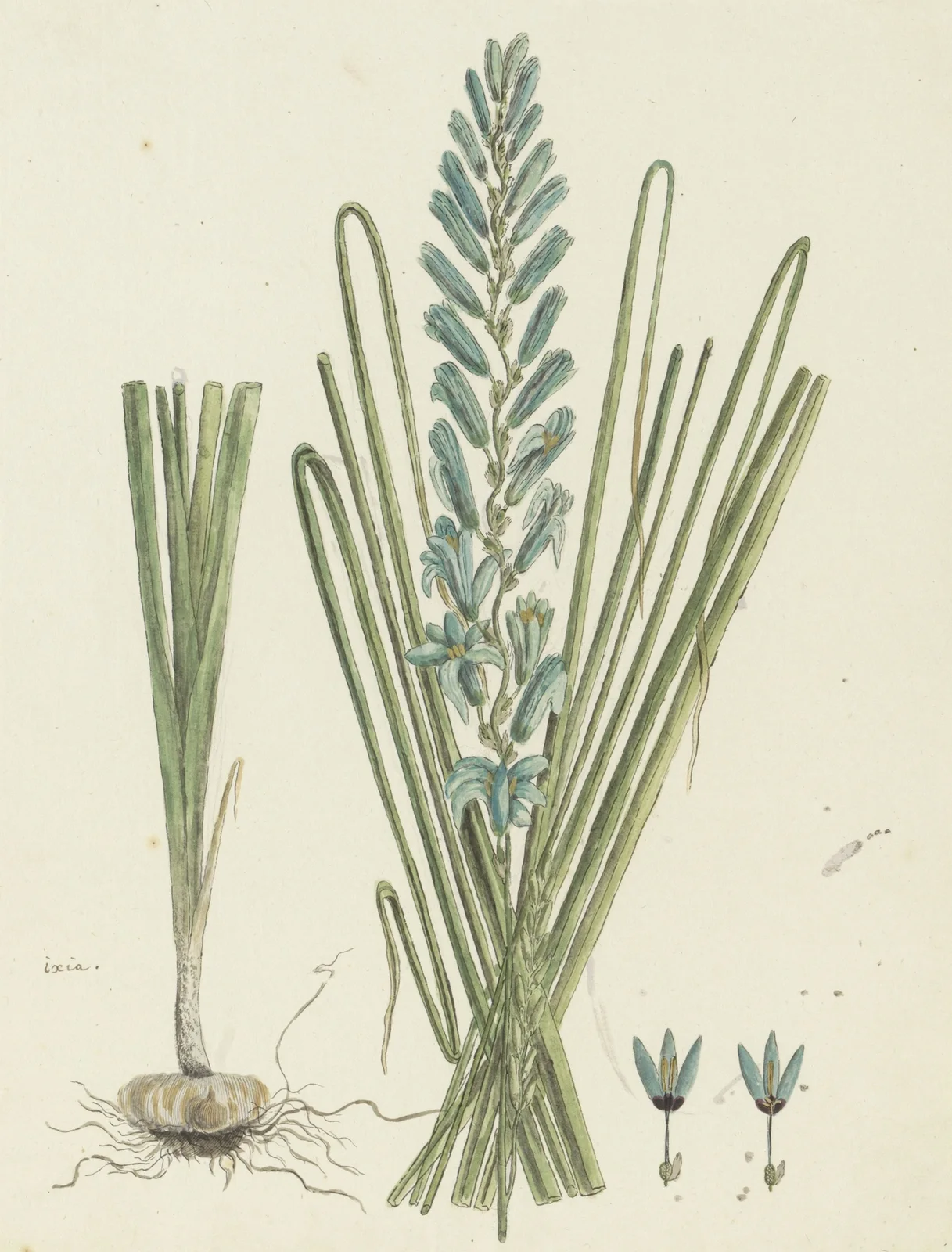 Ixia viridiflora Larn. (Turqoise ixia) av Robert Jacob Gordon