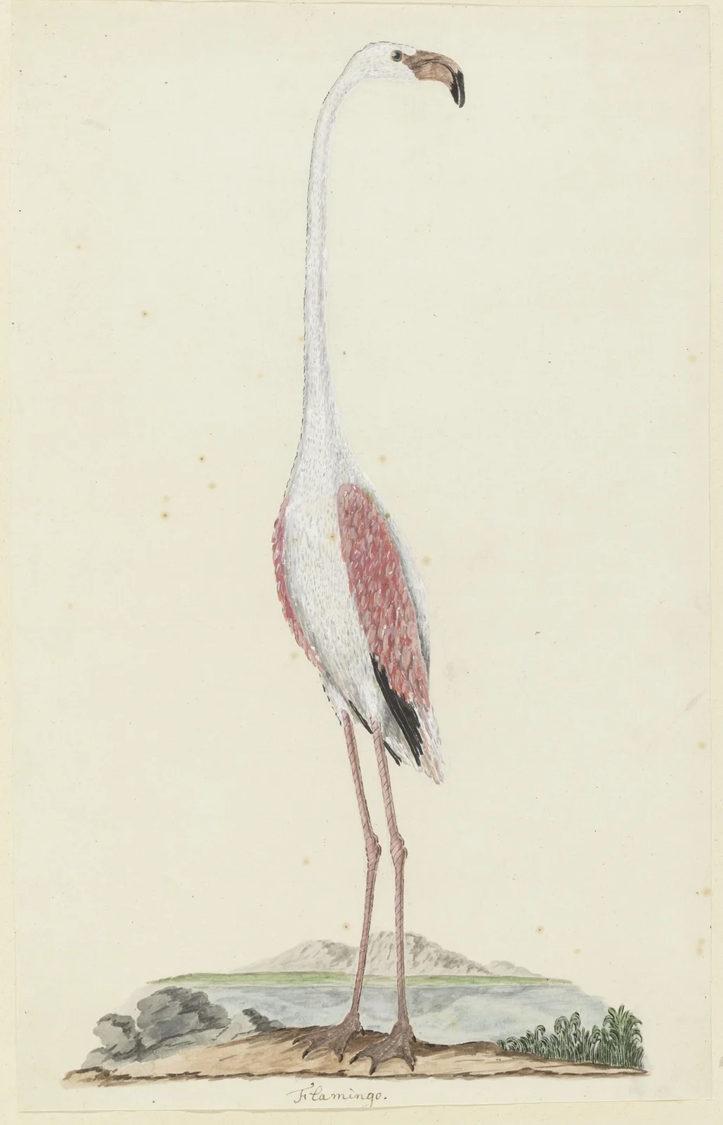 Phoenicopterus ruber roseus (Greater flamingo) av Robert Jacob Gordon