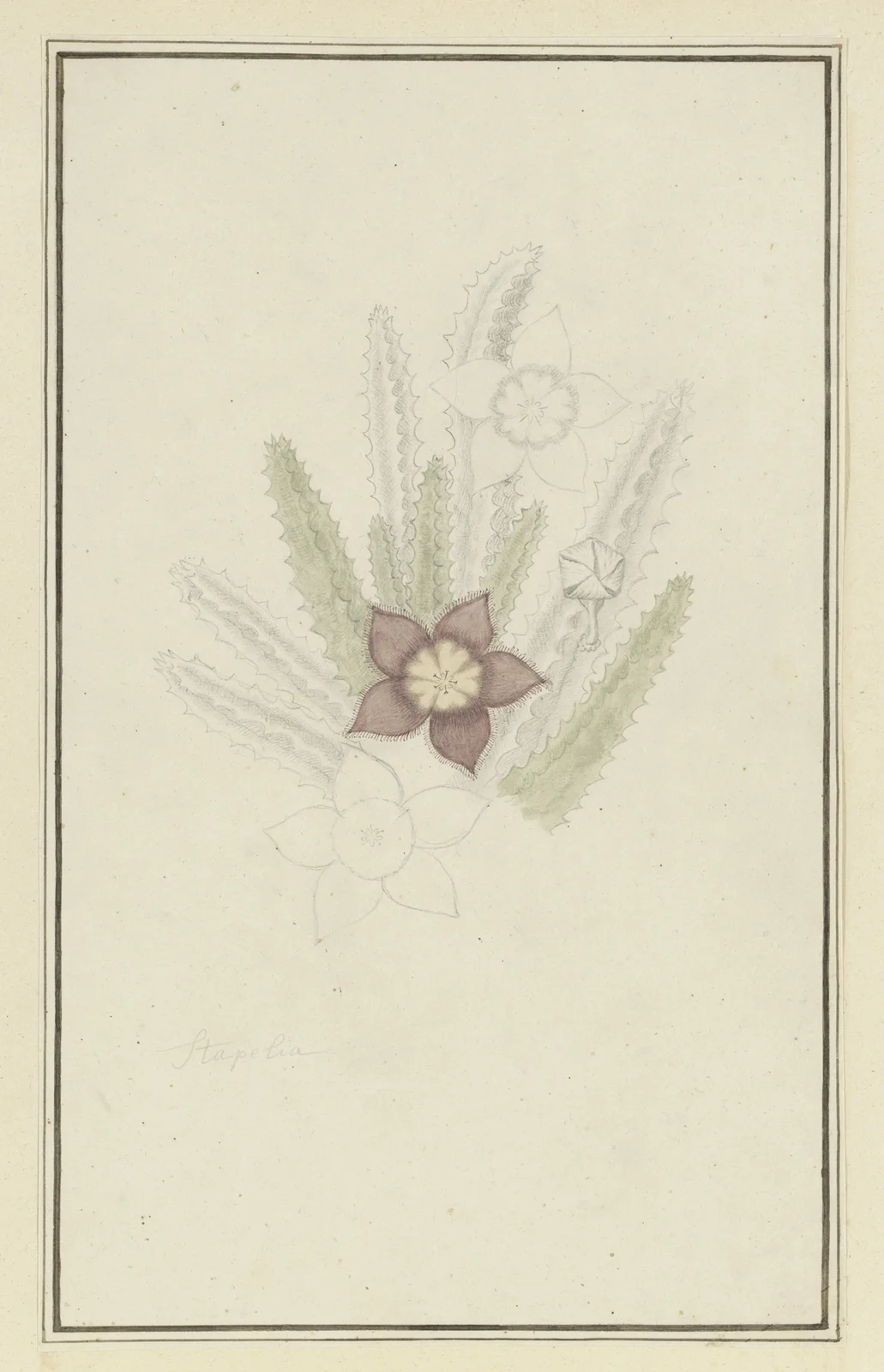 Stapelia hirsute L. (Starfish flower) av Robert Jacob Gordon