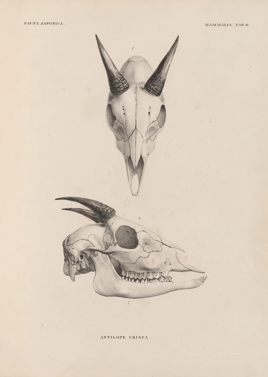 Antilope Crispa av Coenraad Jacob Temminck