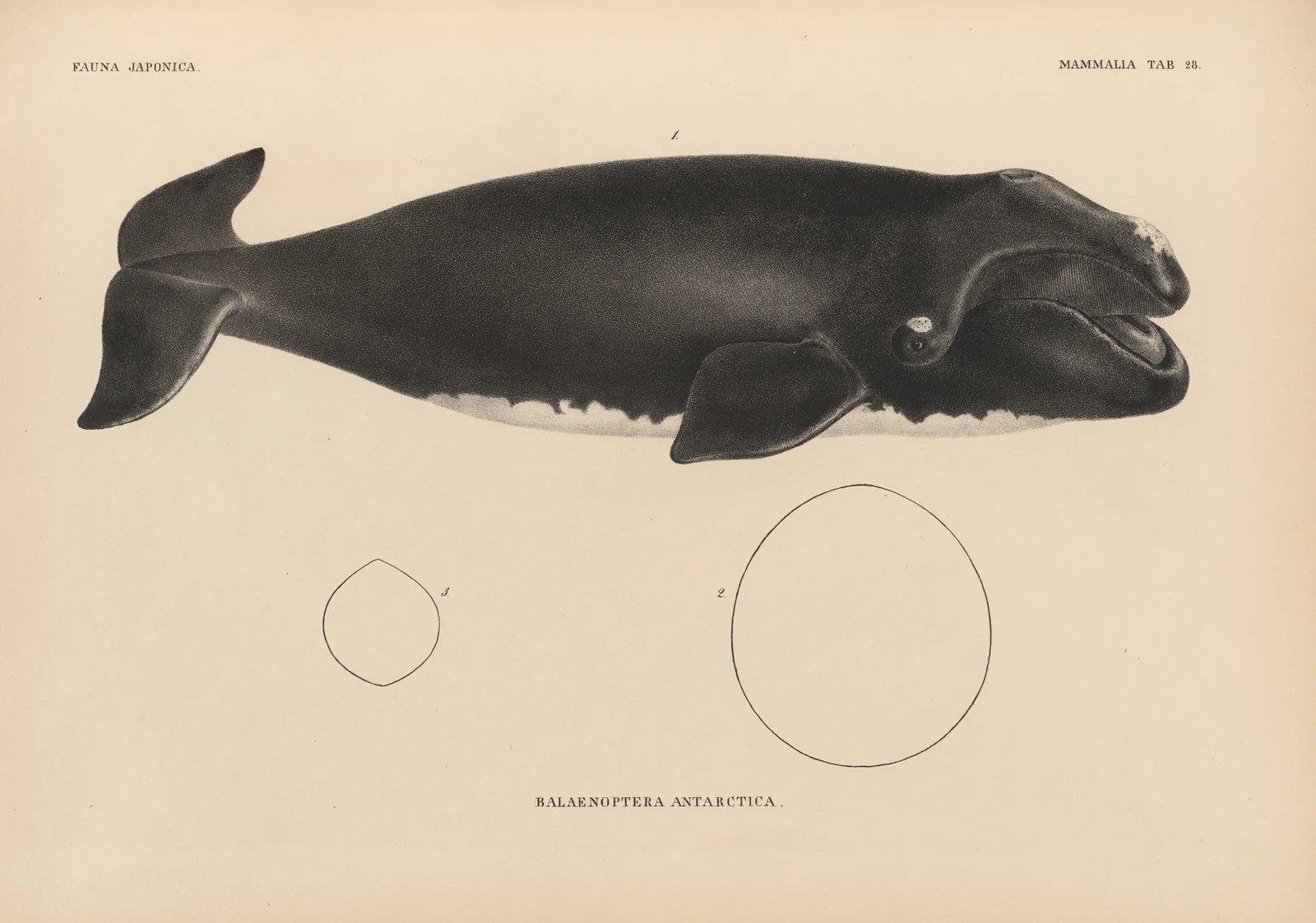 Balaenoptera Antarctica av Coenraad Jacob Temminck