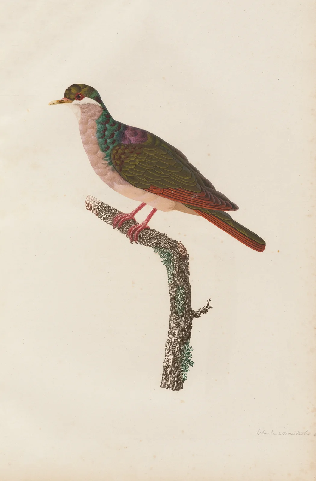 Colombe a Moustaches Blanches av Coenraad Jacob Temminck
