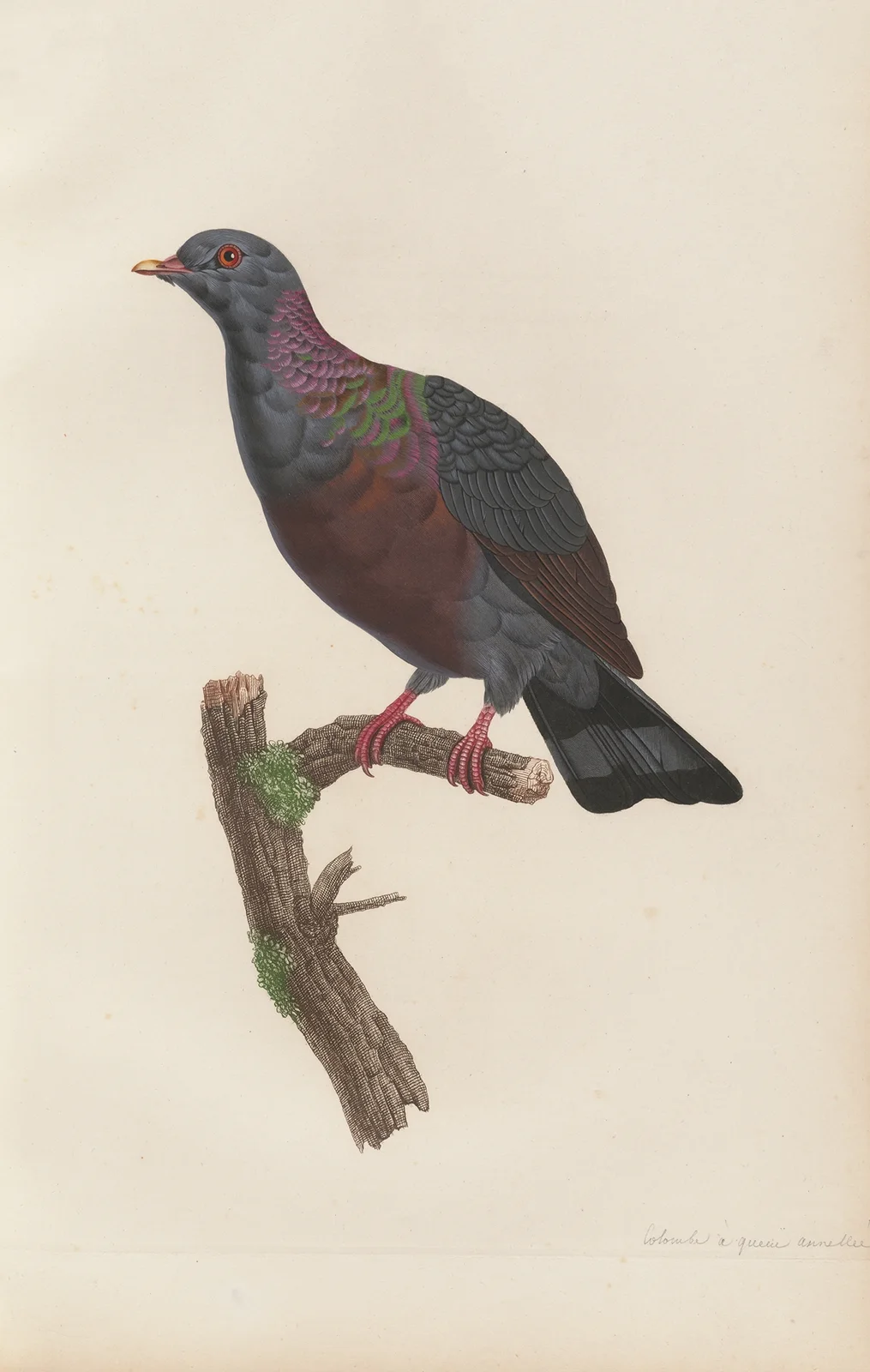 Colombe a Queue Annelée av Coenraad Jacob Temminck