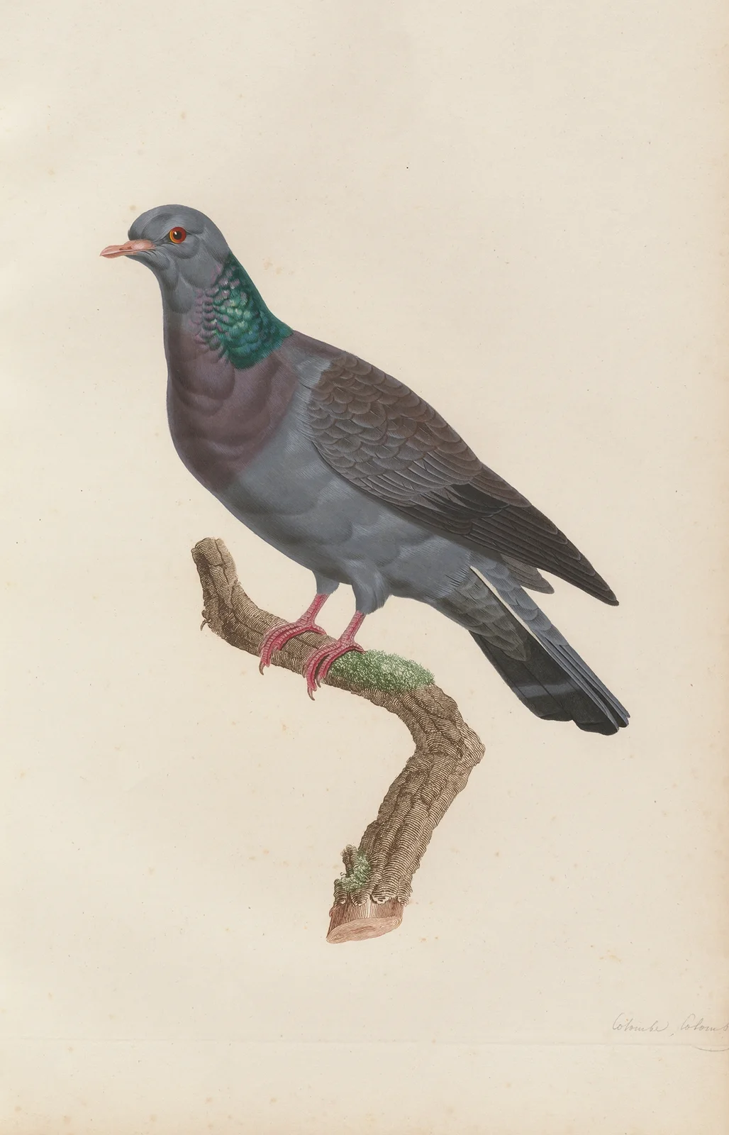 Colombe Colombin av Coenraad Jacob Temminck