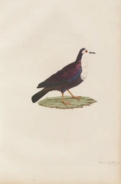 Colombe Erythroptère av Coenraad Jacob Temminck