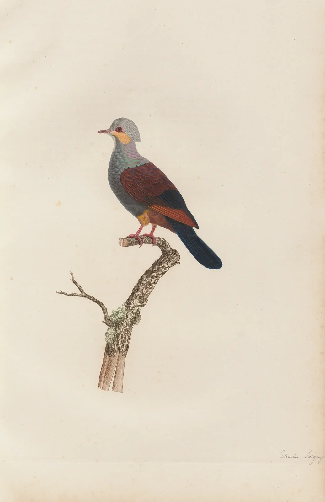 Colombe Largup av Coenraad Jacob Temminck