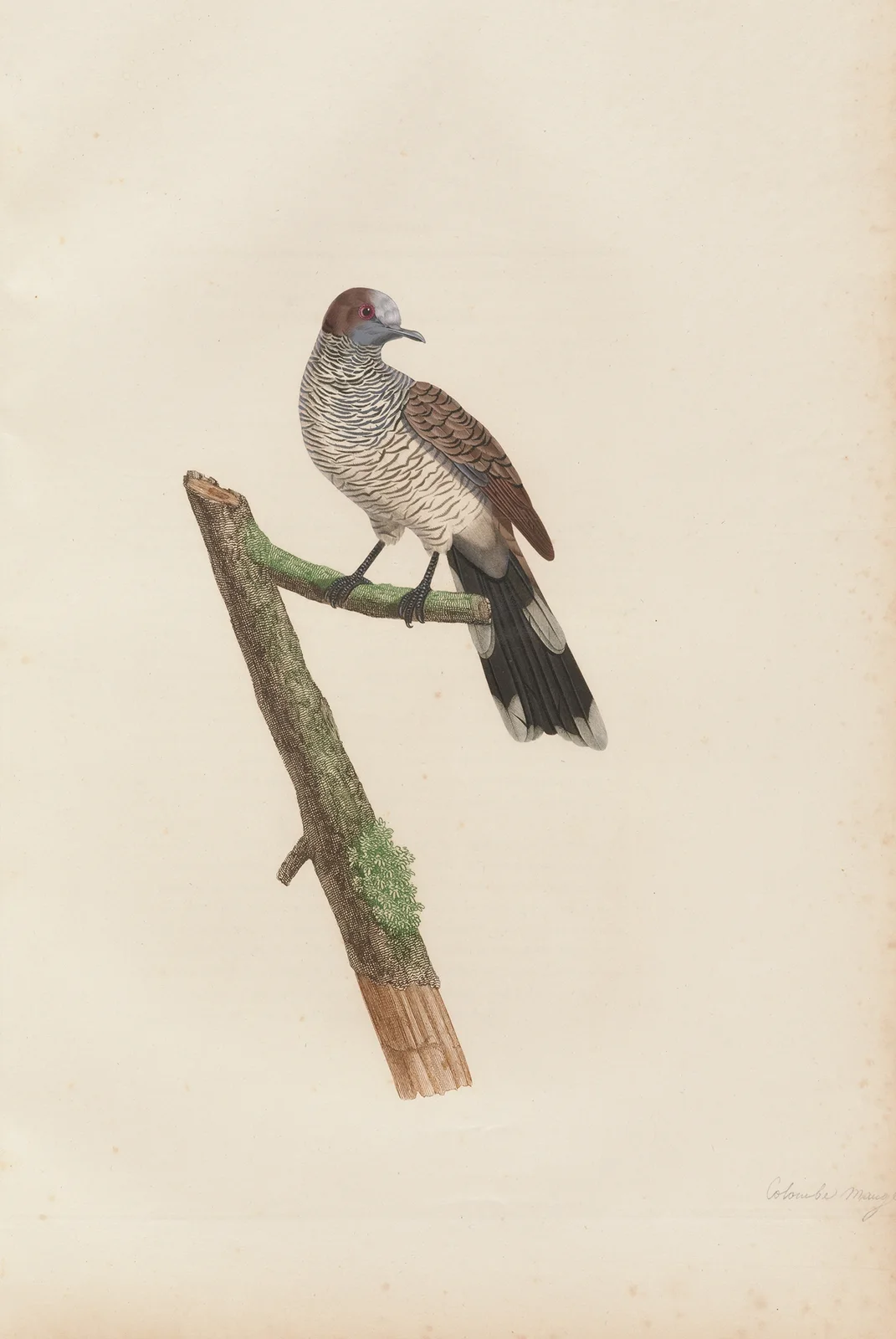 Colombe Mauge av Coenraad Jacob Temminck