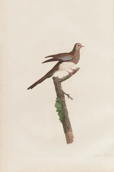 Colombe Tourtelette, Femelle av Coenraad Jacob Temminck