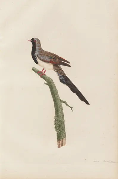 Colombe Tourtelette, Mâle av Coenraad Jacob Temminck