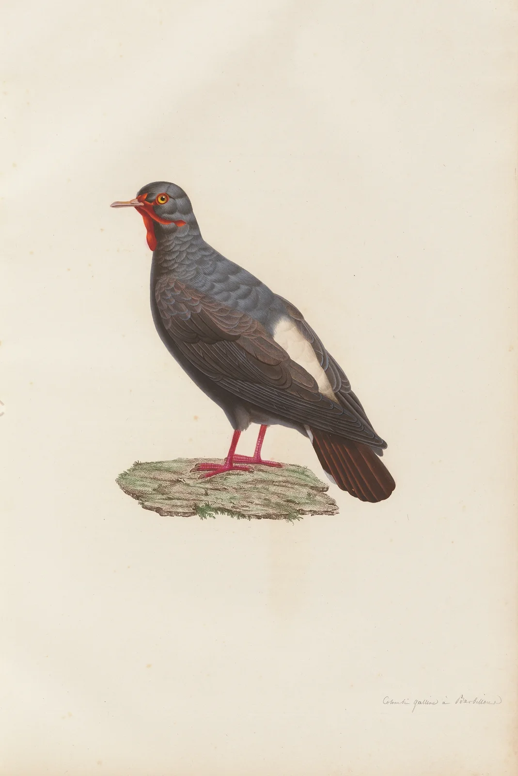 Colombi-Galline a Barbillon av Coenraad Jacob Temminck