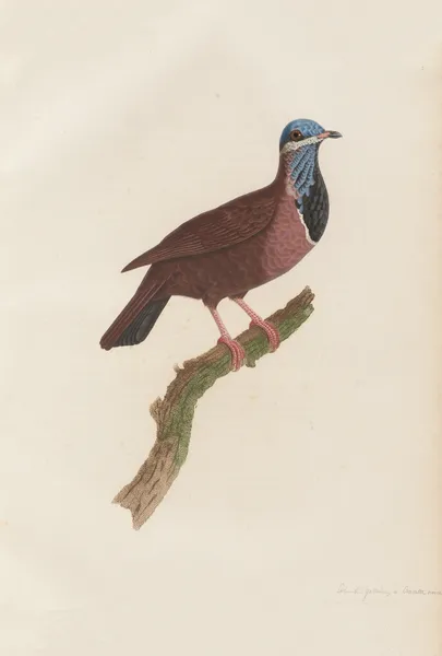 Colombi-Galline a Cravatte Noire av Coenraad Jacob Temminck