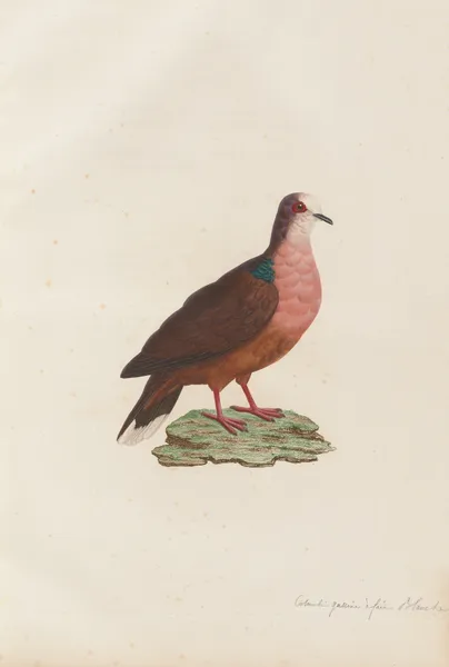 Colombi-Galline a Face Blanche av Coenraad Jacob Temminck