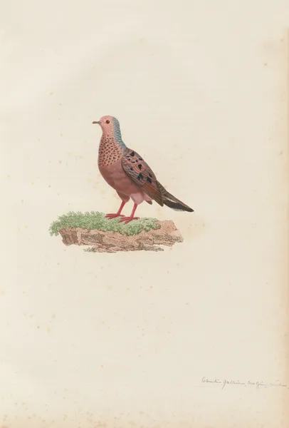 Colombi-Galline Cocotzin, Mâle av Coenraad Jacob Temminck