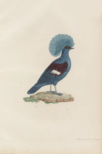 Colombi-Galline Goura, Mâle av Coenraad Jacob Temminck