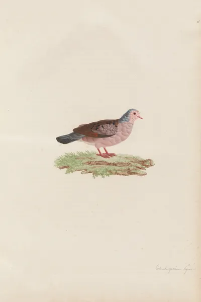Colombi-Galline Pigmé av Coenraad Jacob Temminck