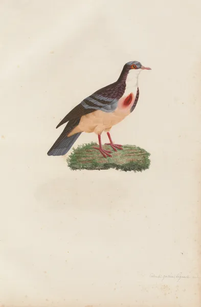 Colombi-Galline Poignardée, Mâle av Coenraad Jacob Temminck