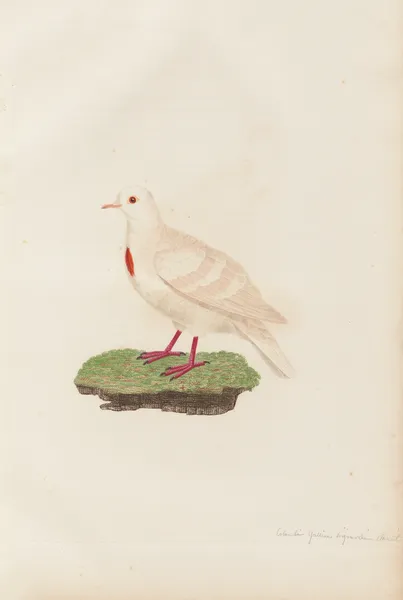 Colombi-Galline Poignardée, Variété av Coenraad Jacob Temminck