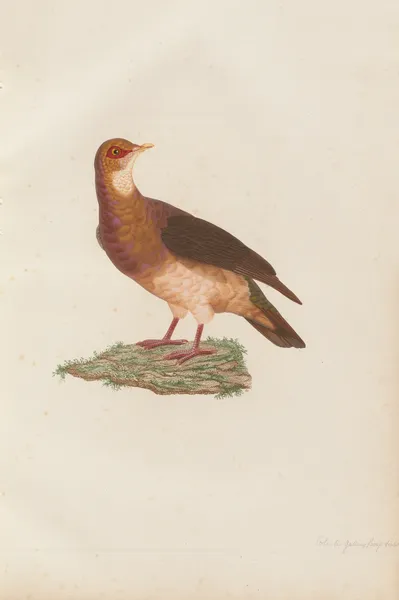 Colombi-Galline Roux-Violet, Femelle av Coenraad Jacob Temminck
