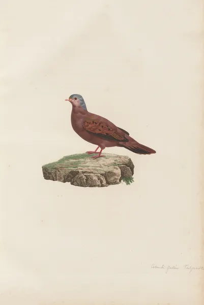 Colombi-Galline Talpacoti av Coenraad Jacob Temminck