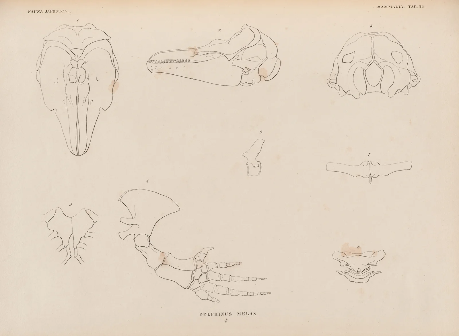 Delphinus Melas av Coenraad Jacob Temminck